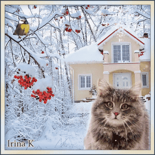 a picture of a cat in front of a snowy house with the name irina k on the bottom
