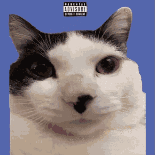 Krill Cat GIF - Krill Cat Memes GIFs