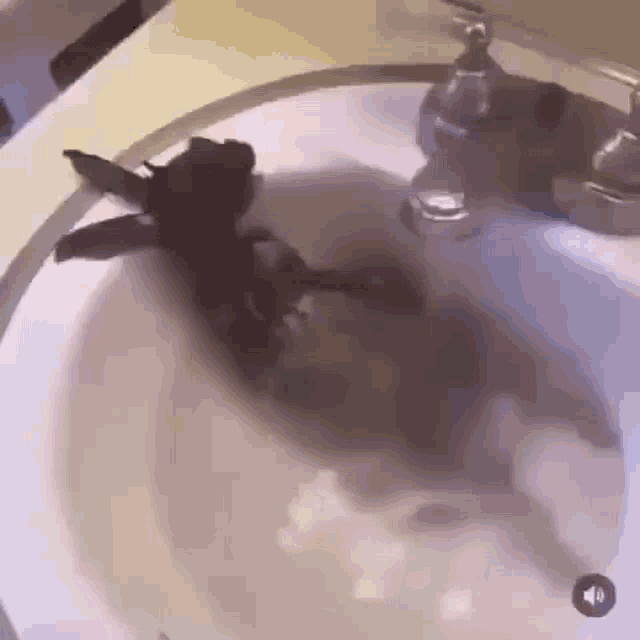 a turtle is swimming in a sink with water coming out of it .