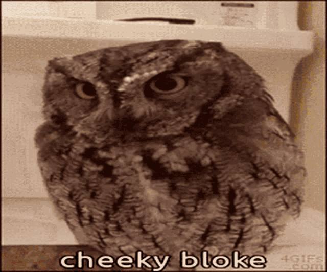 Animals With Captions Cheeky Bloke GIF - Animals With Captions Cheeky Bloke Owl GIFs