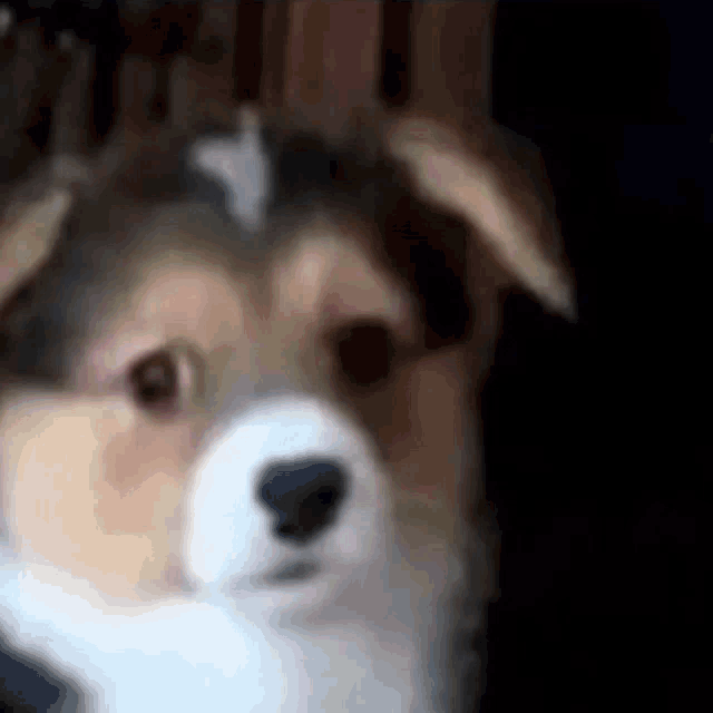 a close up of a dog 's face with a mask on it .