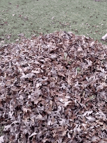 Surprise Leaves GIF - Surprise Leaves Lilly GIFs