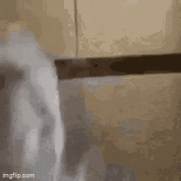 a white dog is standing next to a dresser and looking out of it .