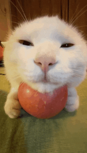 a white cat is holding a red apple in its paws