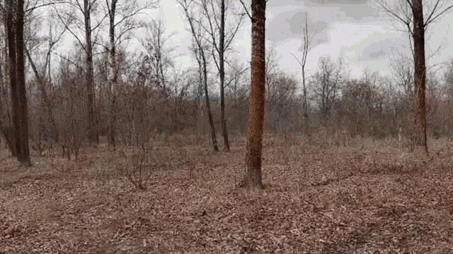 there are trees in the background and a lot of leaves on the ground in the foreground .