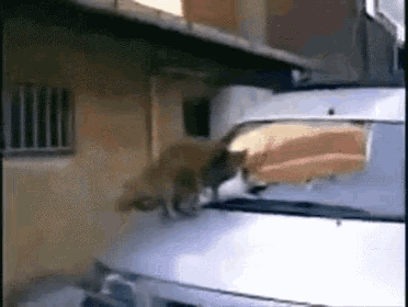 a cat is standing on the hood of a white van