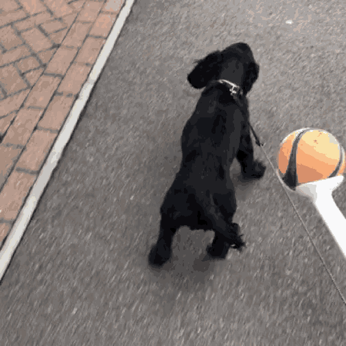 a black dog on a leash playing with a ball