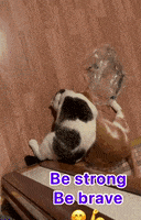 a black and white cat is laying on the floor with the words `` be strong be brave '' written above it .