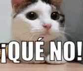 Gato Diciendo No Con La Cabeza GIF - Que No Gato Cabeza GIFs