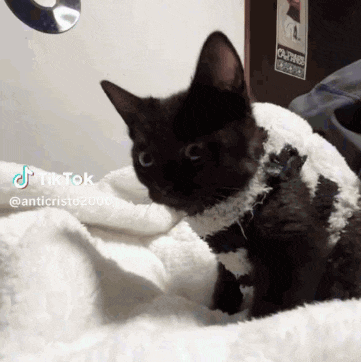a black cat wearing a white and black sweater on a bed