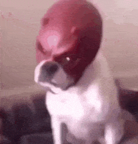 a dog wearing a red helmet is sitting on a couch .
