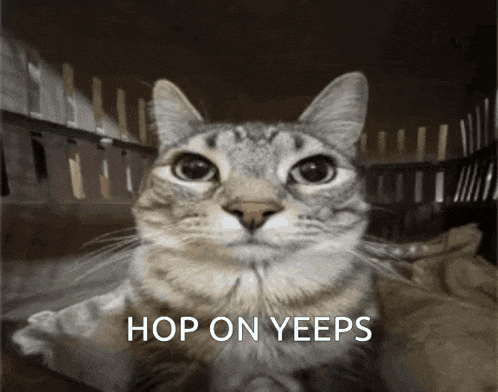 a cat is looking at the camera with the words hop on yeeps below it