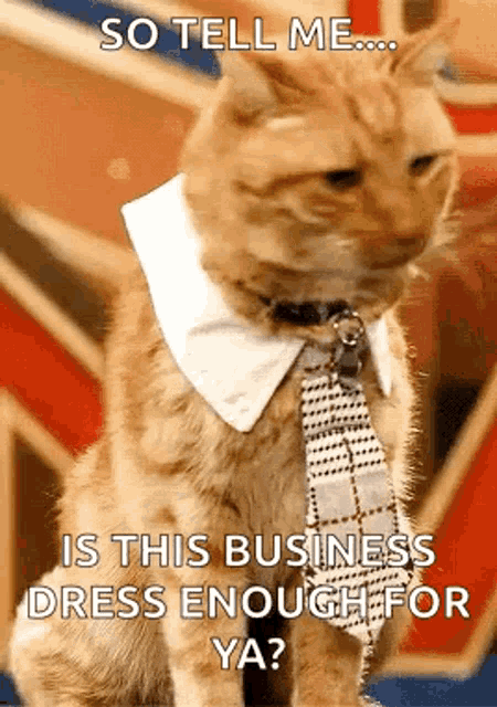 a cat wearing a white collar and tie is sitting in front of a flag .