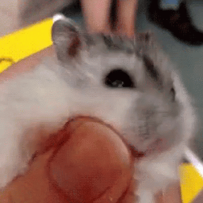 仓鼠 老鼠 舔手指 可爱 GIF - Hamster Mouse Licking GIFs