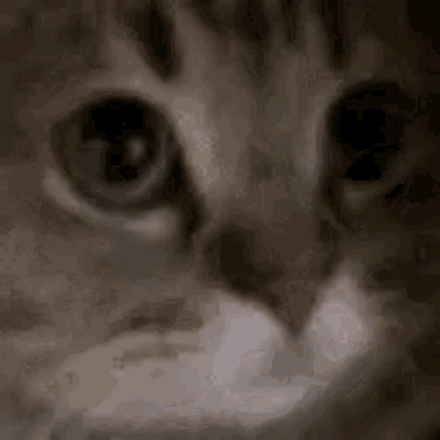 Cat Raticationatito GIF - Cat Raticationatito GIFs