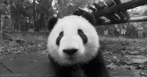 Panda Cute GIF - Panda Cute Close Up GIFs