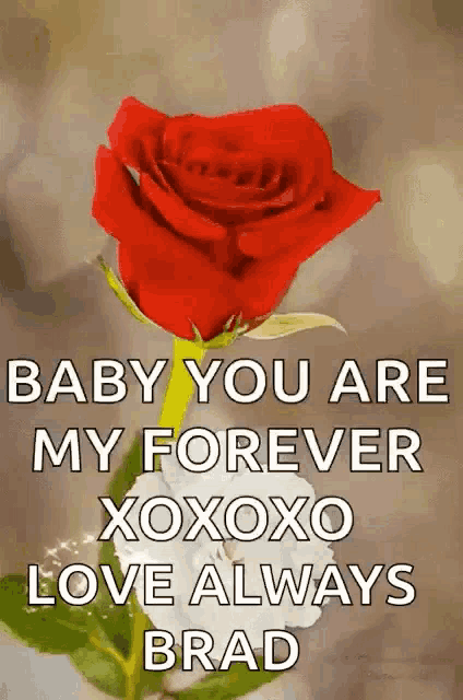 a red rose with the words " baby you are my forever xoxo love always brad "