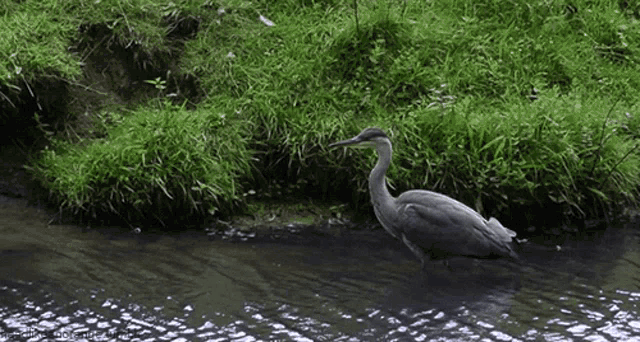 a bird is standing in the water near a grassy slope