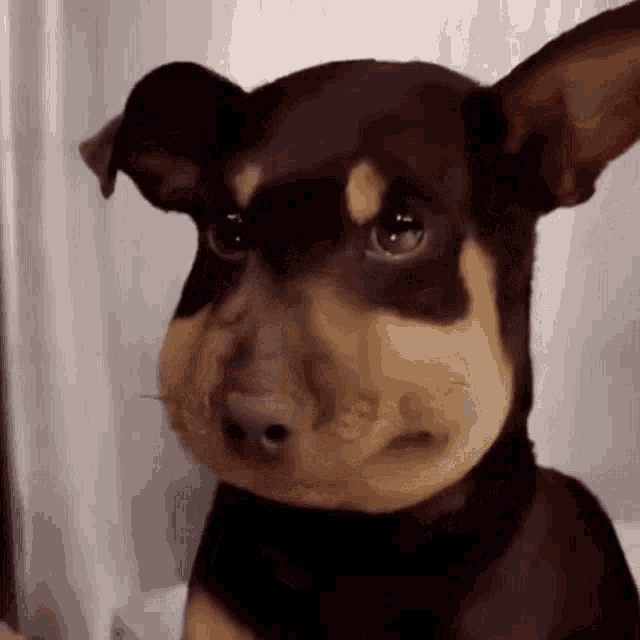 a close up of a brown and black dog with a bee on its nose .