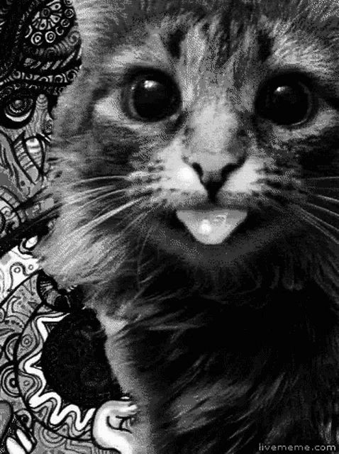 a black and white photo of a cat with the website livememe.com written on the bottom