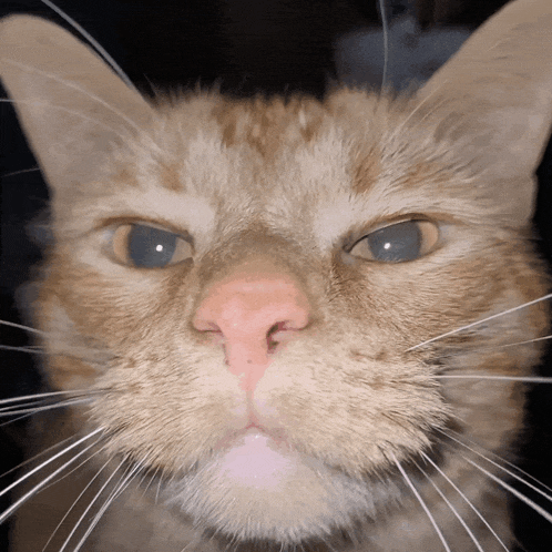 a close up of a cat 's face with a serious look on its face