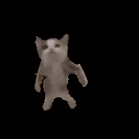 a cat is dancing on a black background .