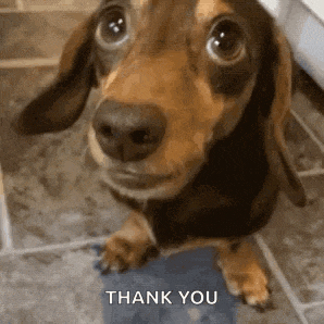 a brown and black dachshund is sitting on a tiled floor and looking up at the camera .