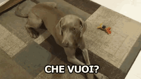a dog is laying on a rug with the words che vuoi written on it