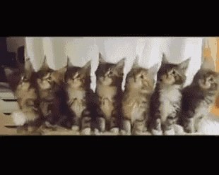 What Is Love? GIF - Cat Nod Kitten GIFs