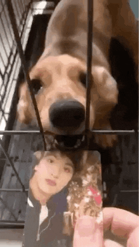 a person is holding a picture of a man and a dog behind a cage .