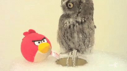 What...Is This? GIF - Birds Bird Owl GIFs