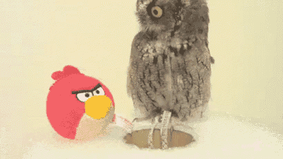 an owl is standing next to an angry bird