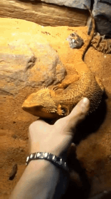 a person petting a lizard with a bracelet on