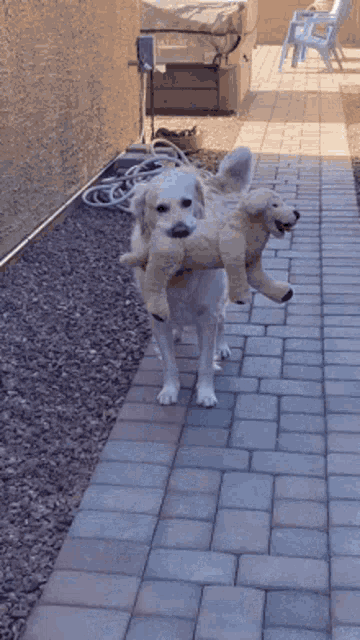 Golden Retriever GIF