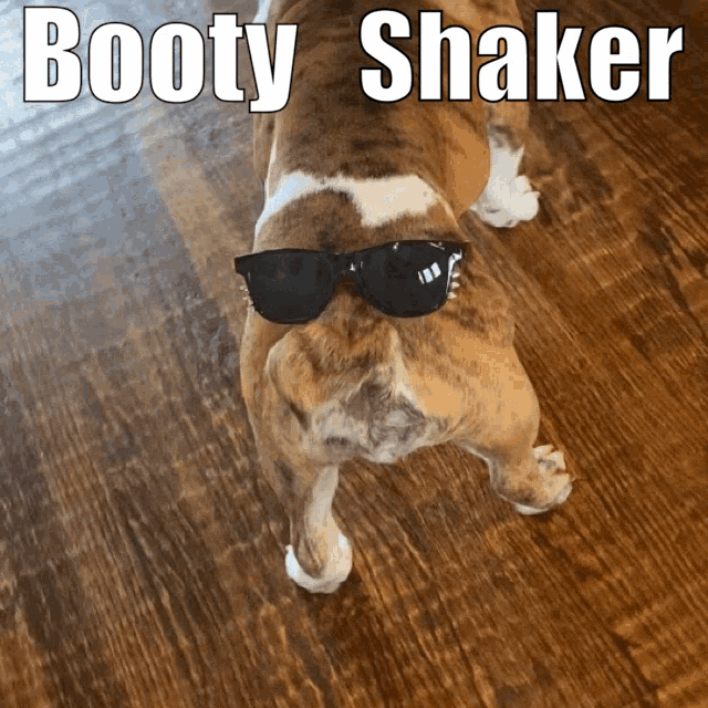 a brown and white dog wearing sunglasses with the words booty shaker written above it