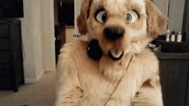 a furry dog wearing a headset looks surprised