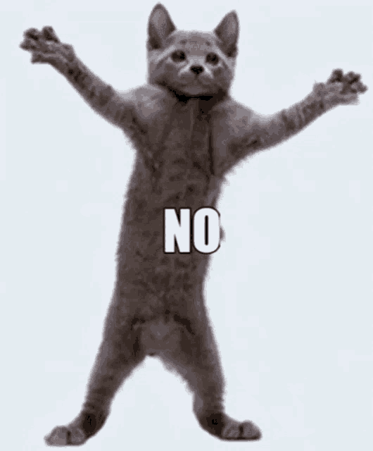 a cat is standing on its hind legs with its arms outstretched .