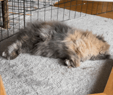 a cat laying on its back on a carpet