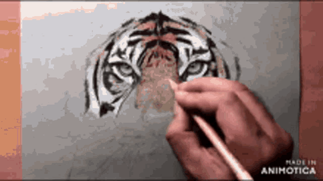 a person is drawing a tiger on a piece of paper with a pencil