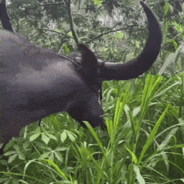 a water buffalo with long horns is eating grass in the woods