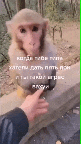 a monkey is being touched by a person 's hand in a video in russian