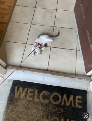 Kitty Meme