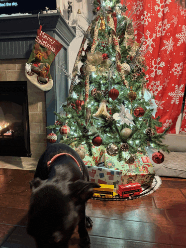a dog looking at a christmas tree with a merry christmas stockings