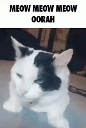 Sir Yes Sir Oorah Cat GIF