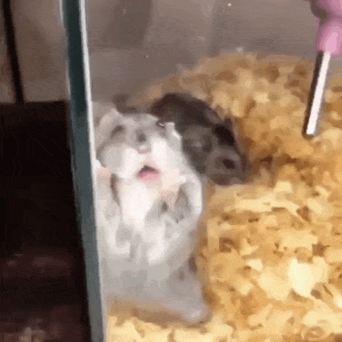 a couple of hamsters are sitting in a glass cage with a water bottle .