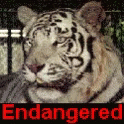 Endangered Species Extinction Is Forever GIF - Endangered Species Extinction Is Forever Be Part Of The Solution GIFs