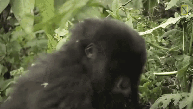 a gorilla standing in the grass with a national geographic logo on the bottom right