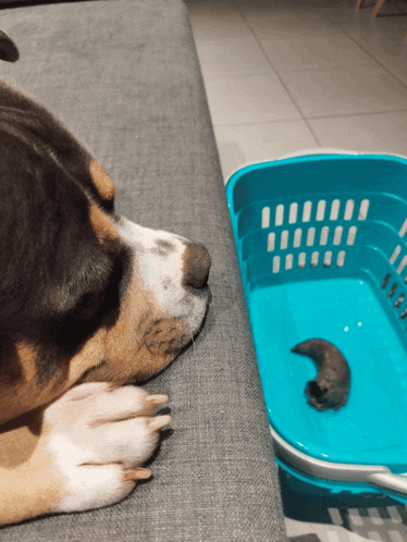 a dog laying on a couch next to a blue basket with a small animal in it