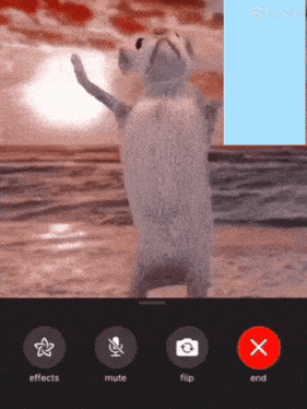 a phone screen shows a cat standing on its hind legs and a button that says flip