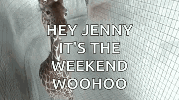Giraffe Its The Weekend GIF - Giraffe Its The Weekend Excited GIFs